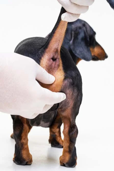Anal Gland Expression Walk-In