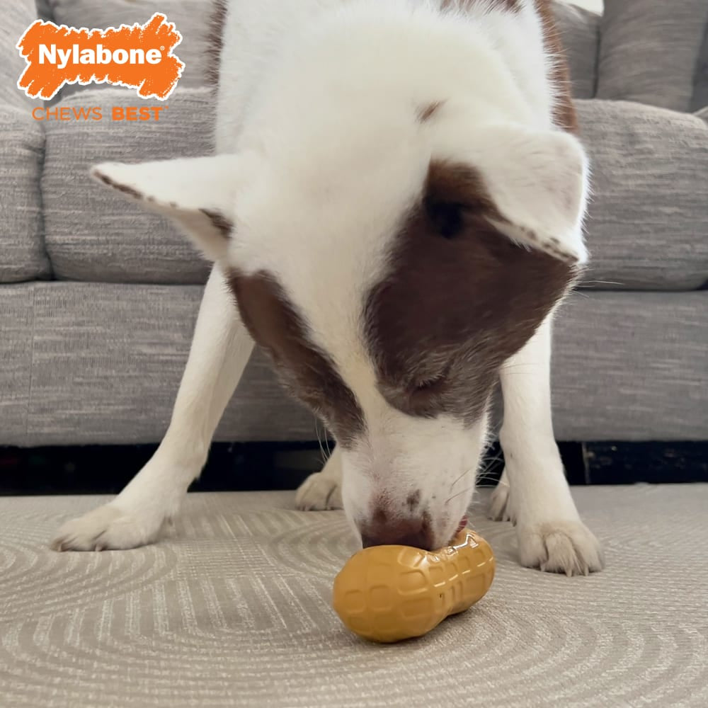 Strong Chew Fillable Peanut Dog Toy-Peanut Butter