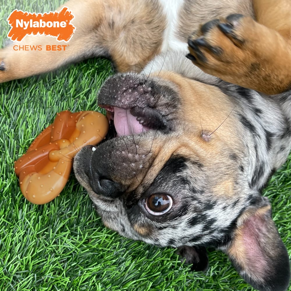 Nylabone Power Chew Pretzel Bacon & Peanut Butter Flavor