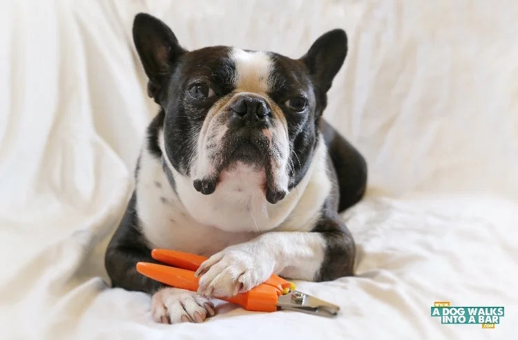 Nail Trim- Appointment