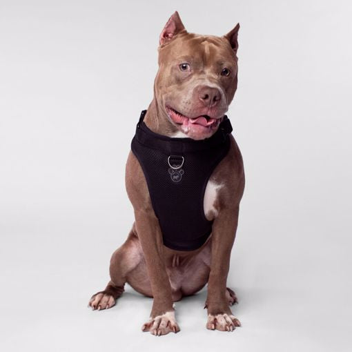 Canada Pooch-Everything Harness-Black
