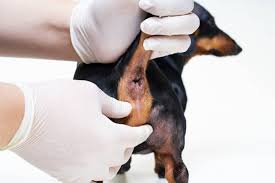 Anal Gland Expression ( No Bath)
