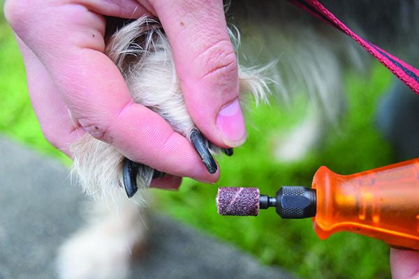 Dog Nail Trim With Grinding Walk-In
